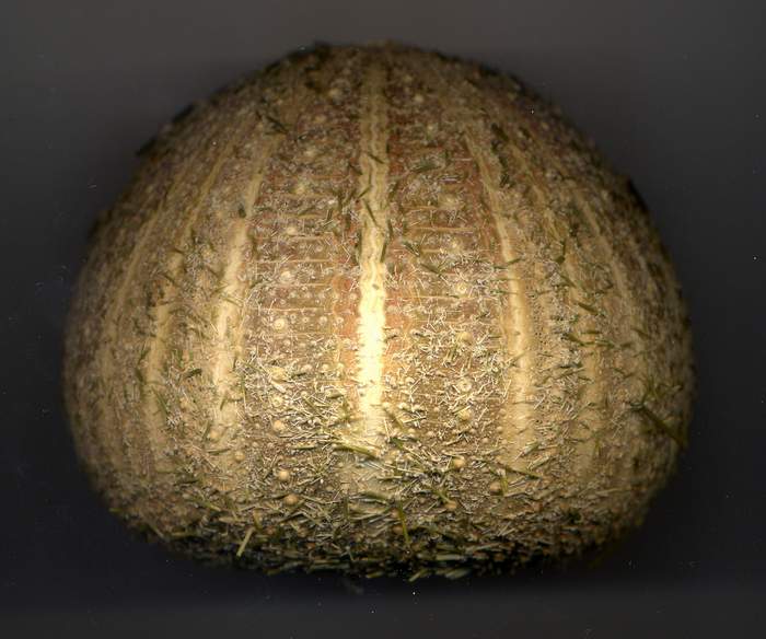 Confronto teche tra Echinus melo ed Gracilechinus acutus